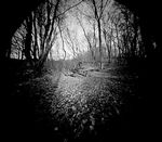 Im Wald