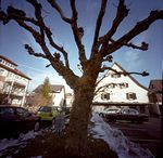 Baum im Winter